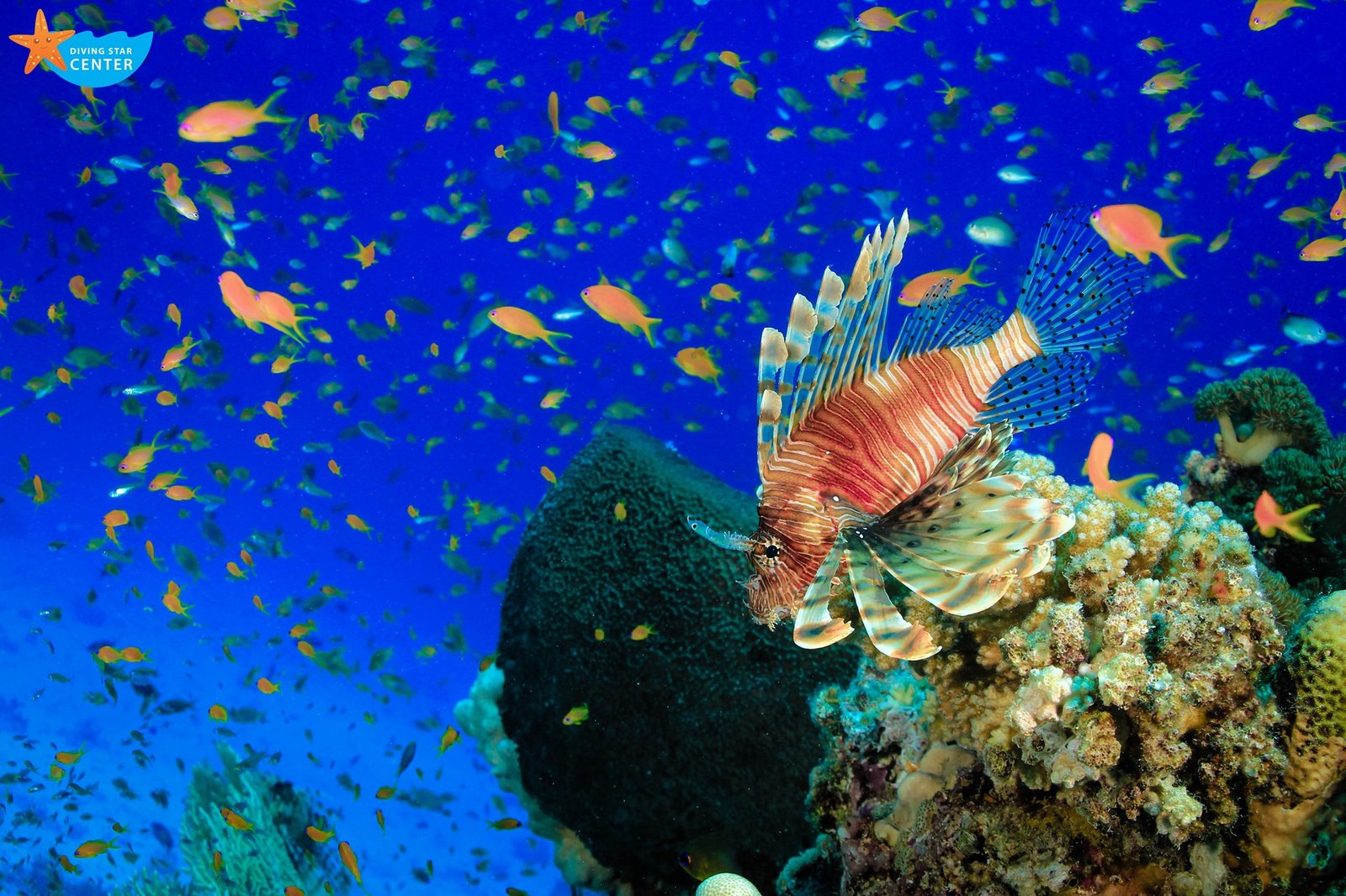 Diving Star Diving in Hurghada Diving School Red Sea